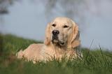 GOLDEN RETRIEVER 993